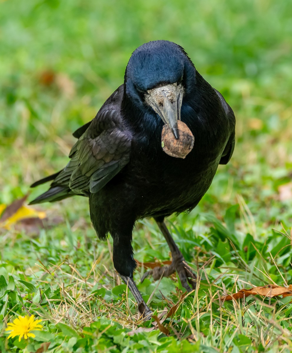 ミヤマガラス - ML644709720