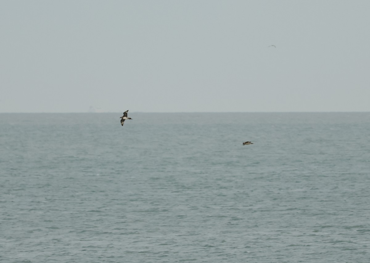 クロトウゾクカモメ - ML644709721