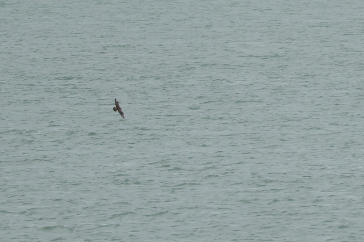 クロトウゾクカモメ - ML644709722