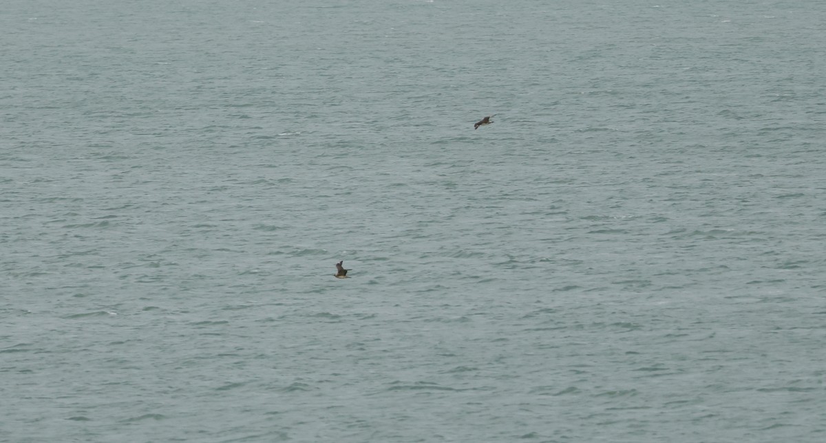 クロトウゾクカモメ - ML644709723