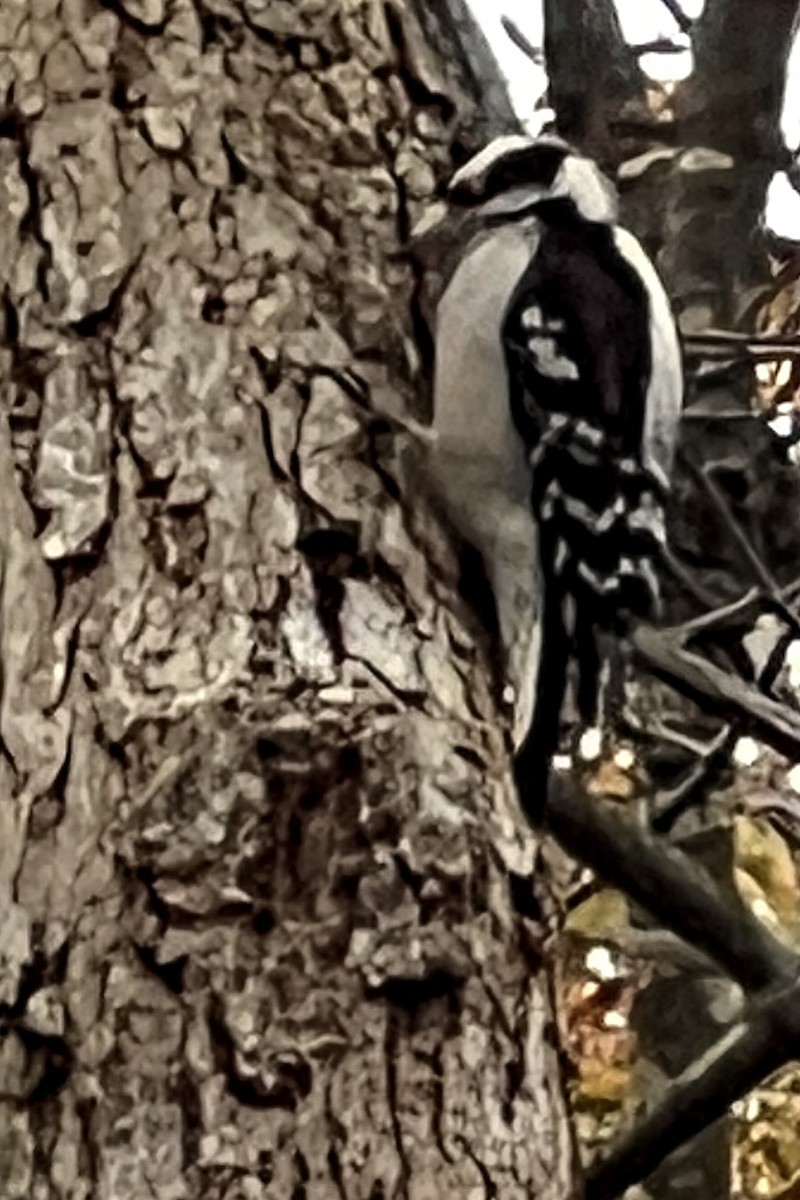 セジロコゲラ - ML644709724