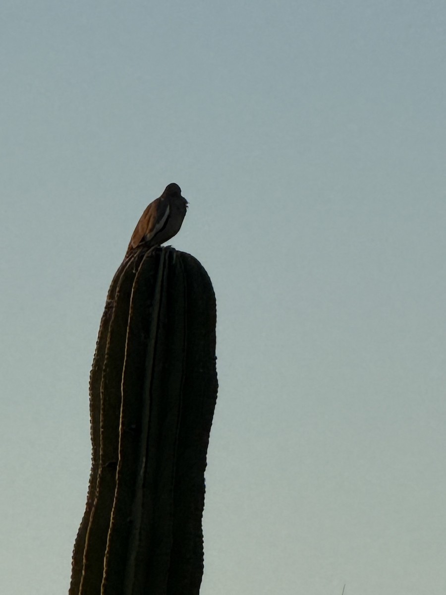 ハジロバト - ML644709725