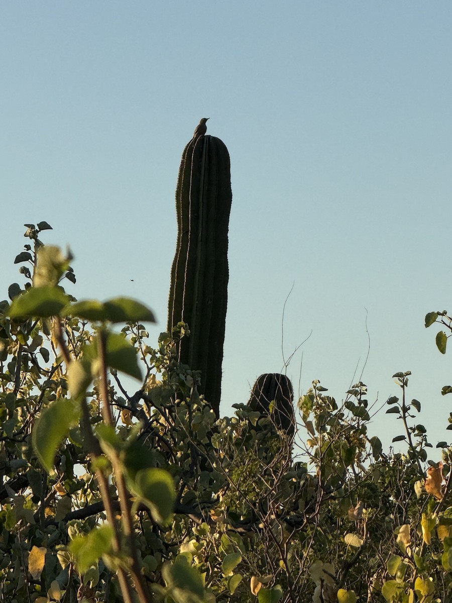 サバクシマセゲラ - ML644709726