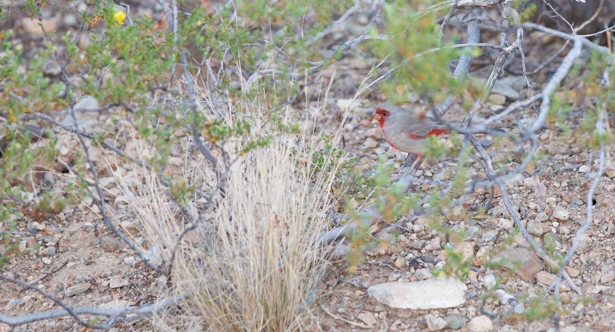 ムネアカコウカンチョウ - ML644709728