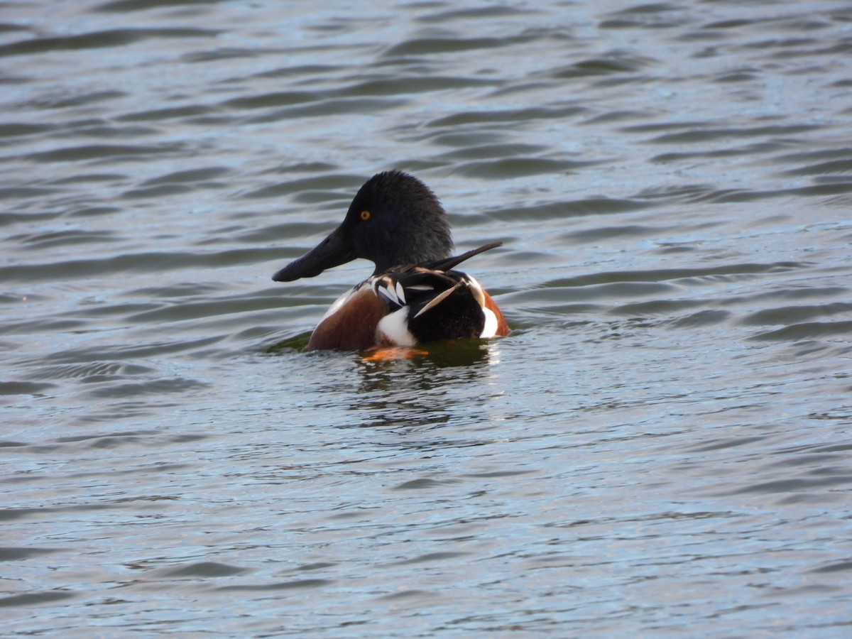 ハシビロガモ - ML644709729