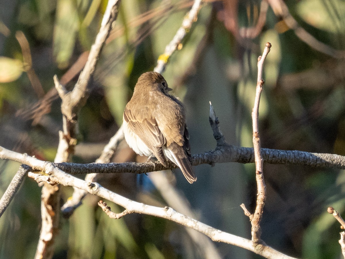 ニシオジロビタキ - ML644709730