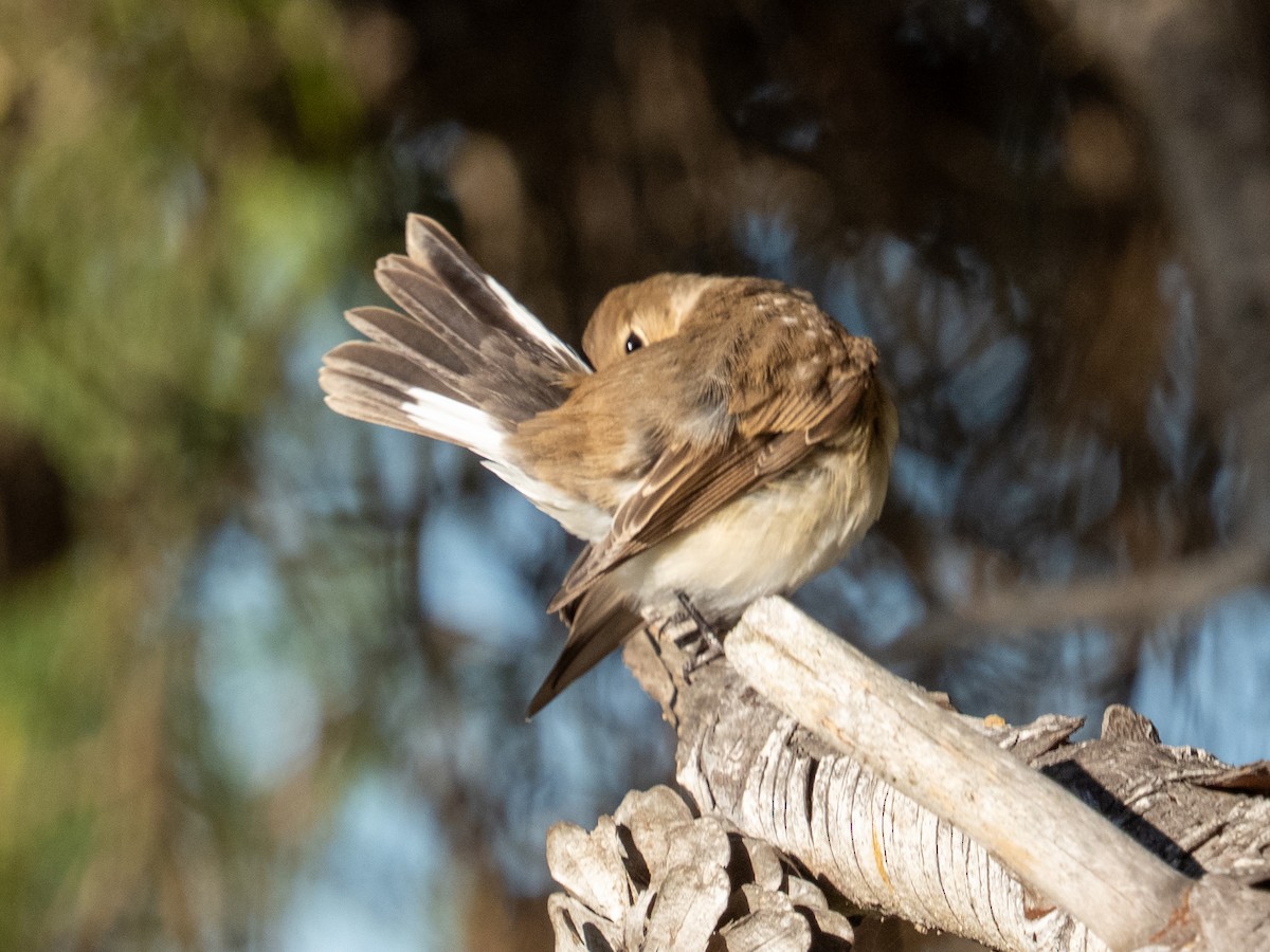 ニシオジロビタキ - ML644709731