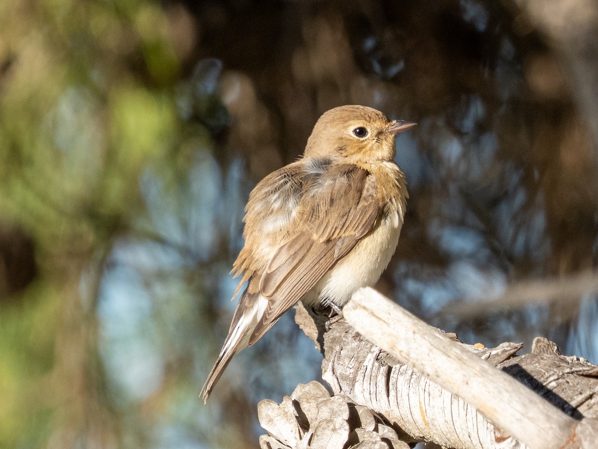 ニシオジロビタキ - ML644709732