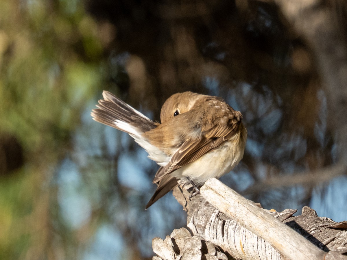 ニシオジロビタキ - ML644709733