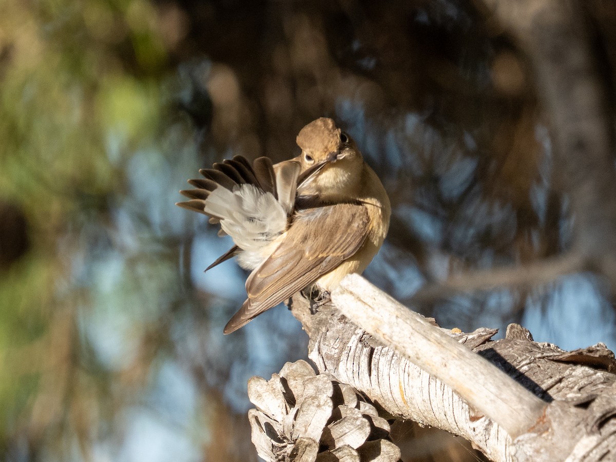 ニシオジロビタキ - ML644709734