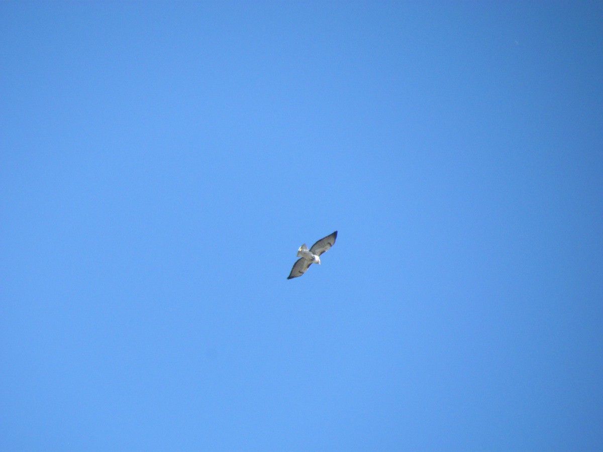 アカオノスリ - ML644709735