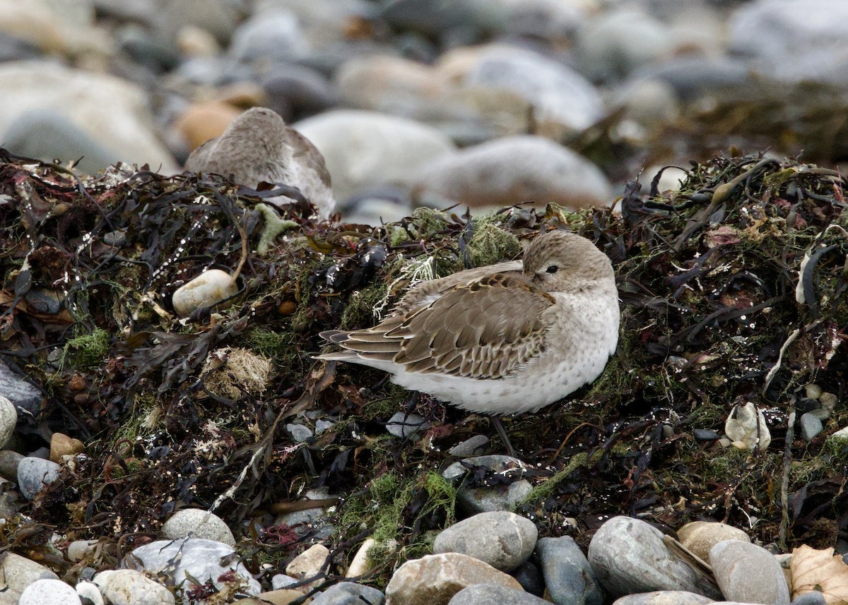 ハマシギ - ML644709738