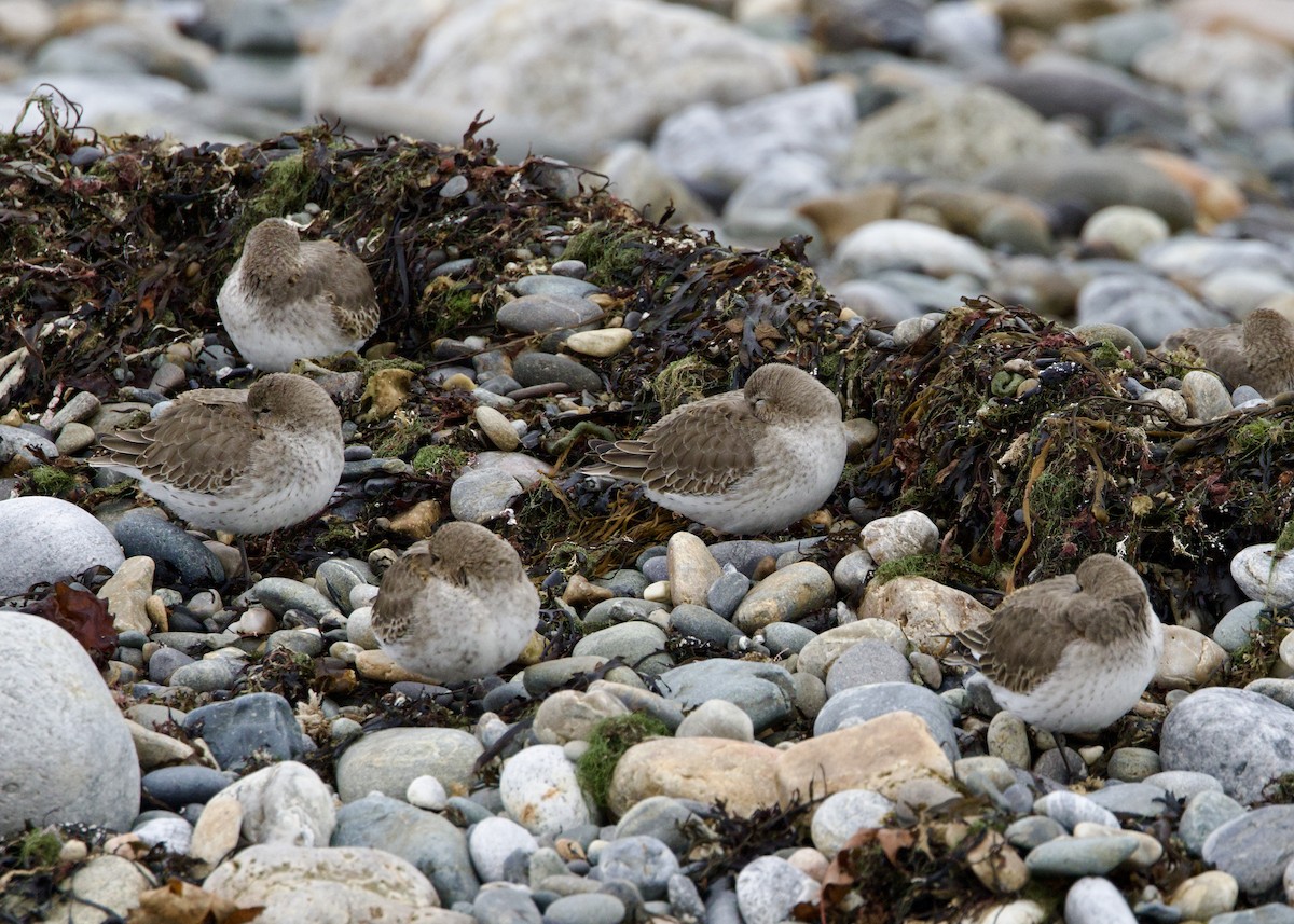 ハマシギ - ML644709739