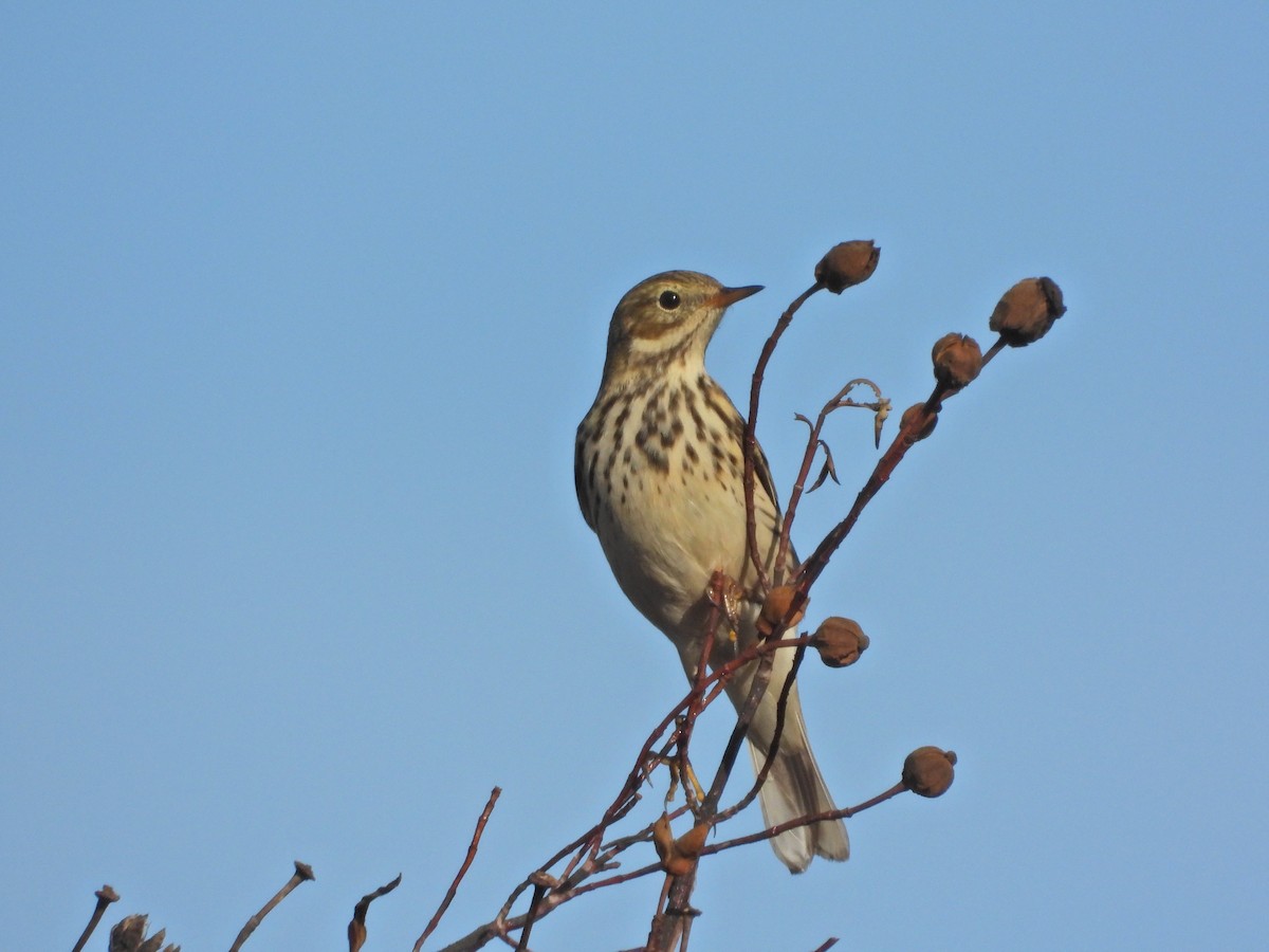 マキバタヒバリ - ML644709743