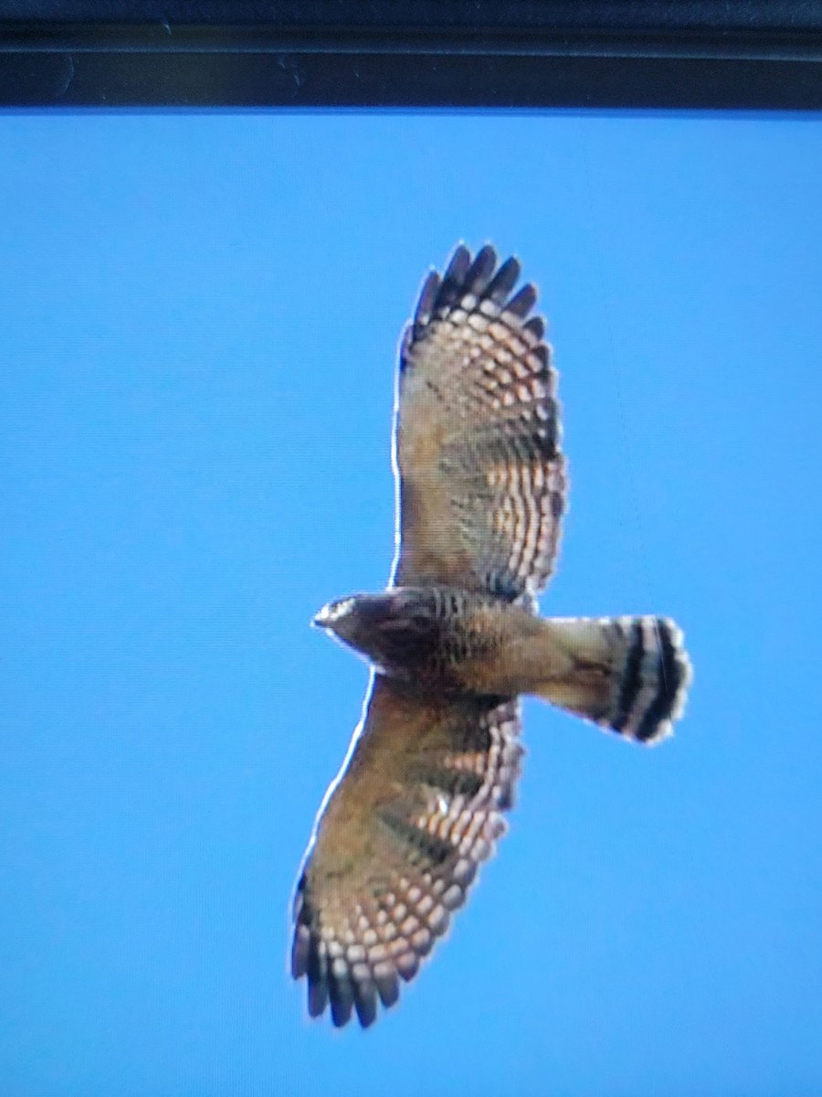 Roadside Hawk - ML644709746