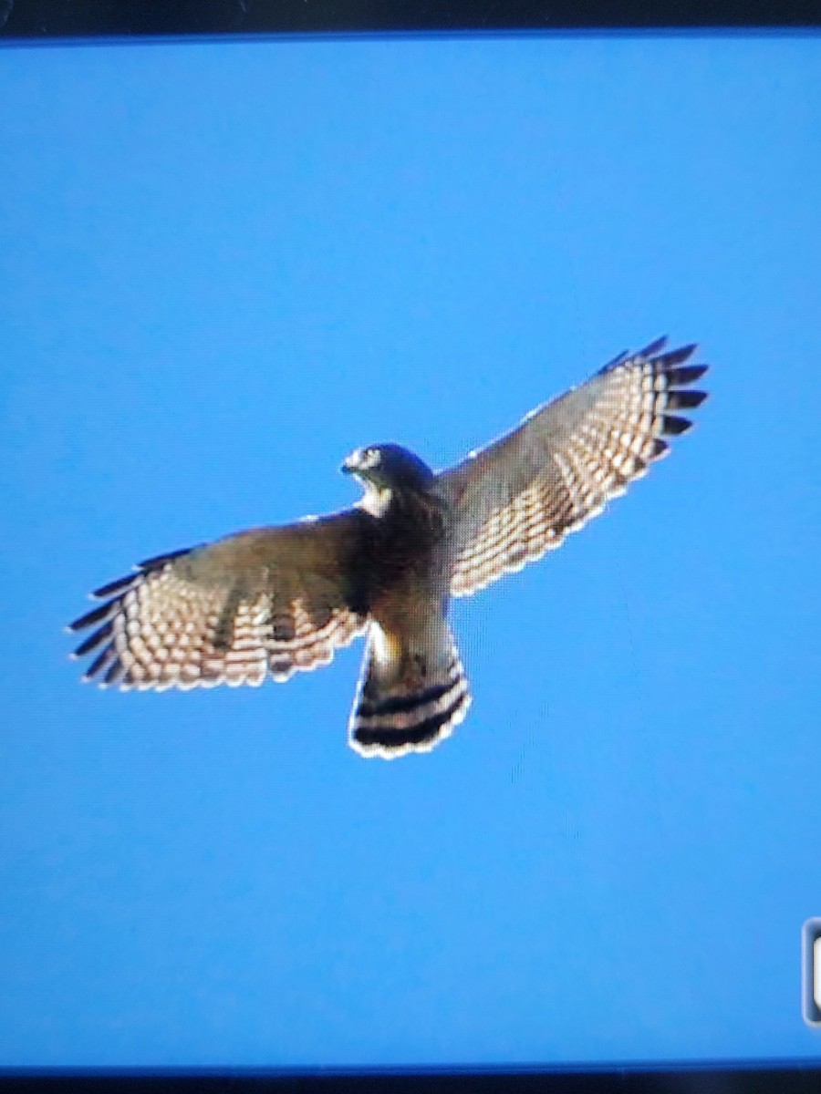 Roadside Hawk - ML644709747