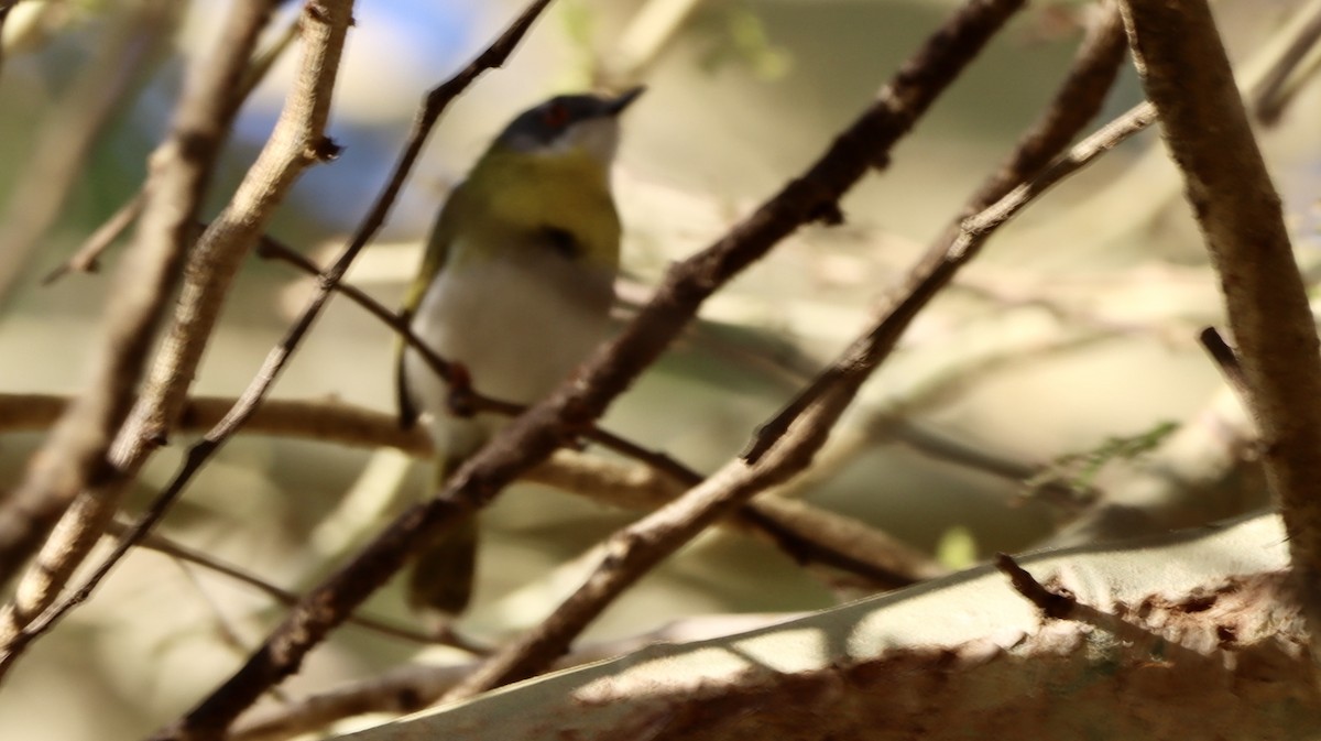 キムネイロムシクイ - ML644709748