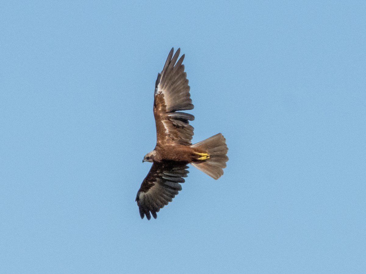 ヨーロッパチュウヒ - ML644709750