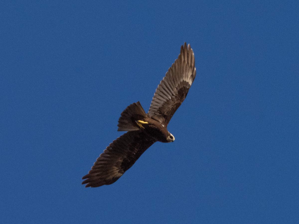 ヨーロッパチュウヒ - ML644709751