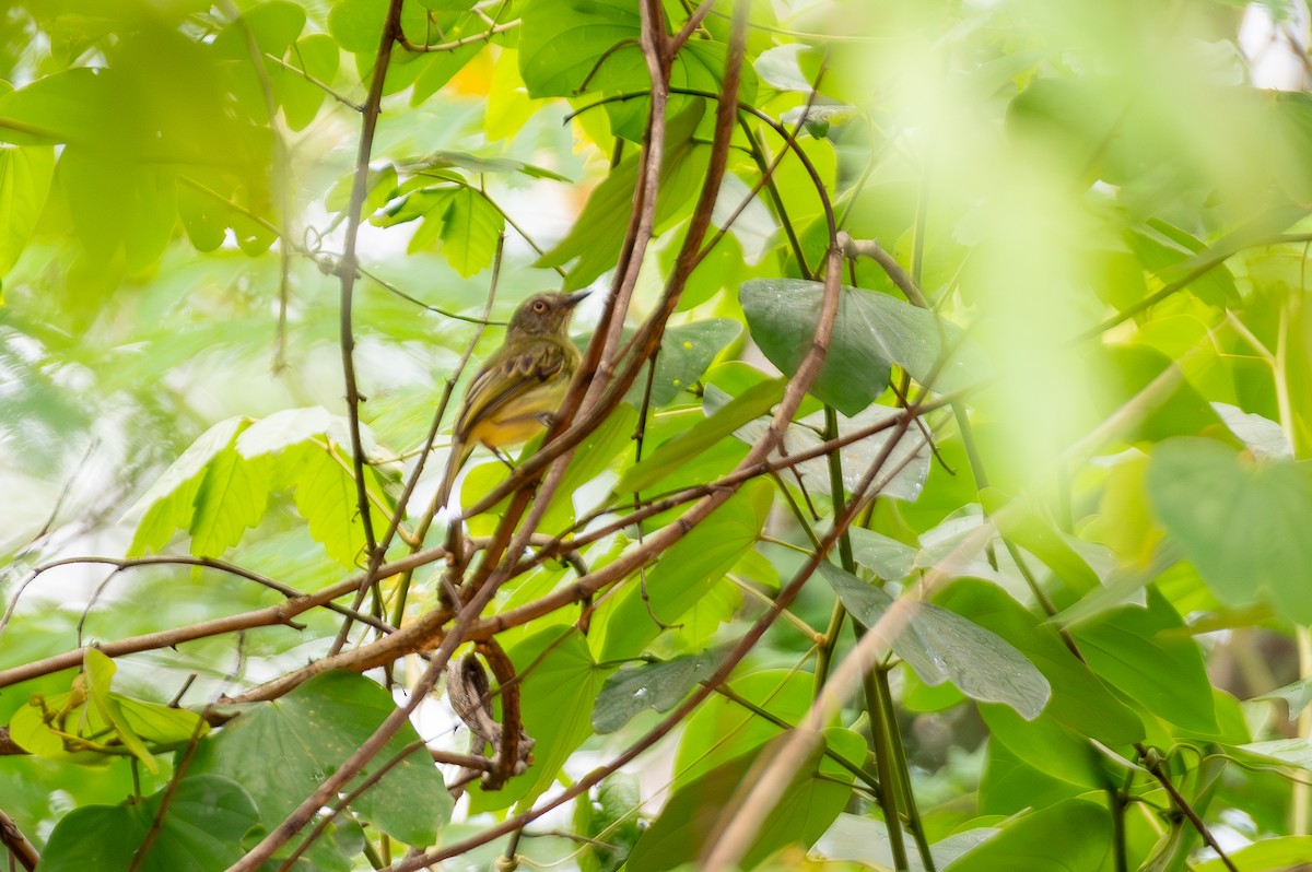 アマゾンコビトドリモドキ - ML644709752