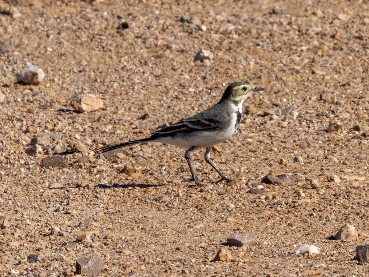 ハクセキレイ - ML644709753