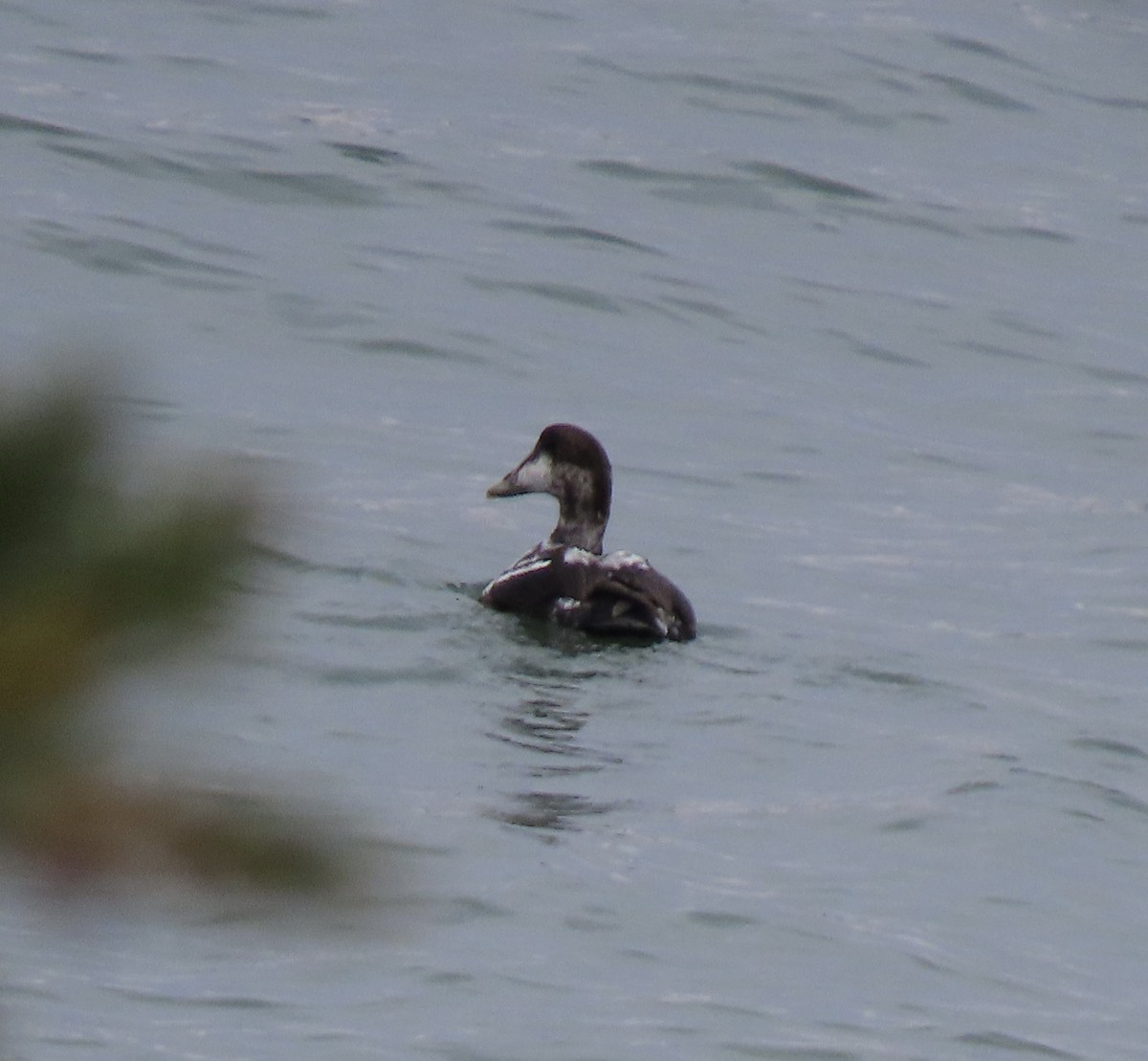 ホンケワタガモ - ML644709754