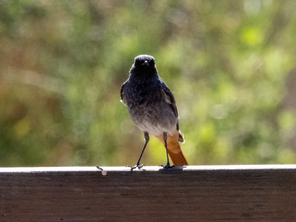 クロジョウビタキ - ML644709757