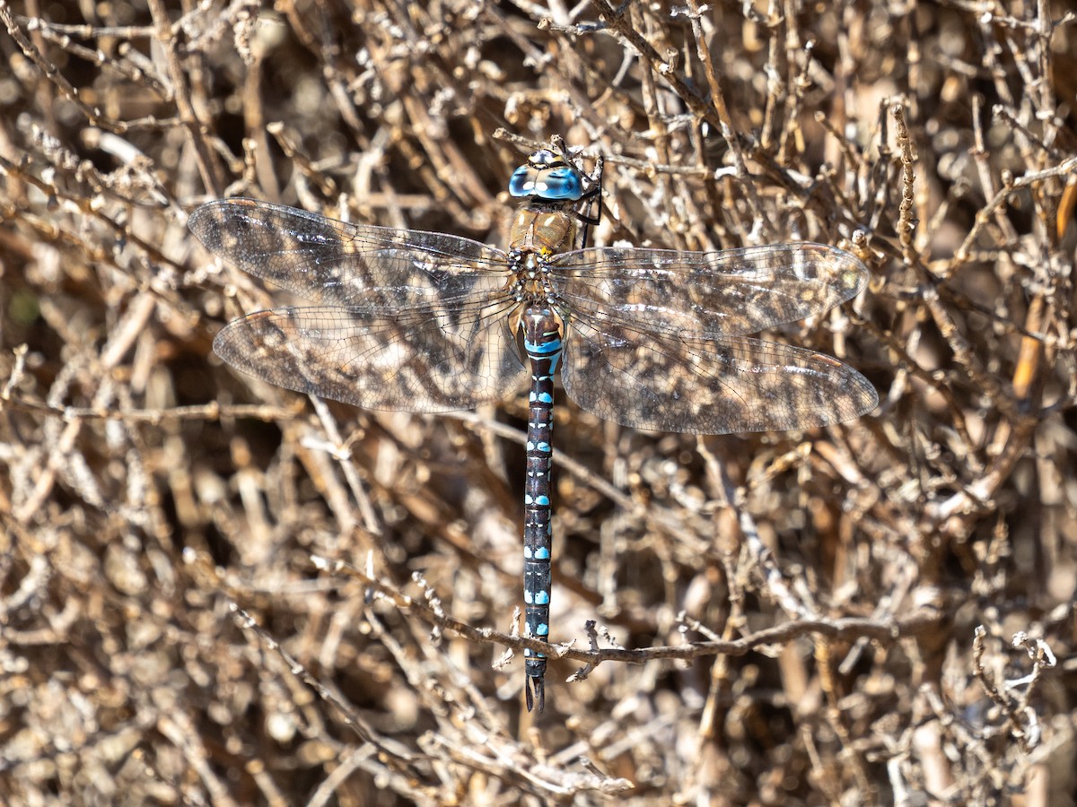 Migrant Hawker - ML644709761