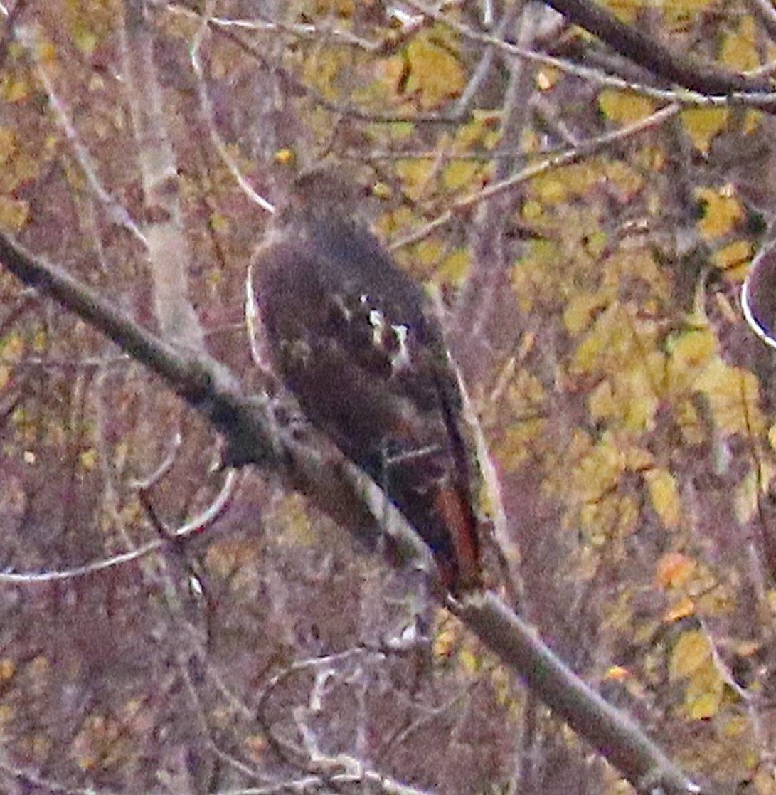 Red-tailed Hawk - ML644709765