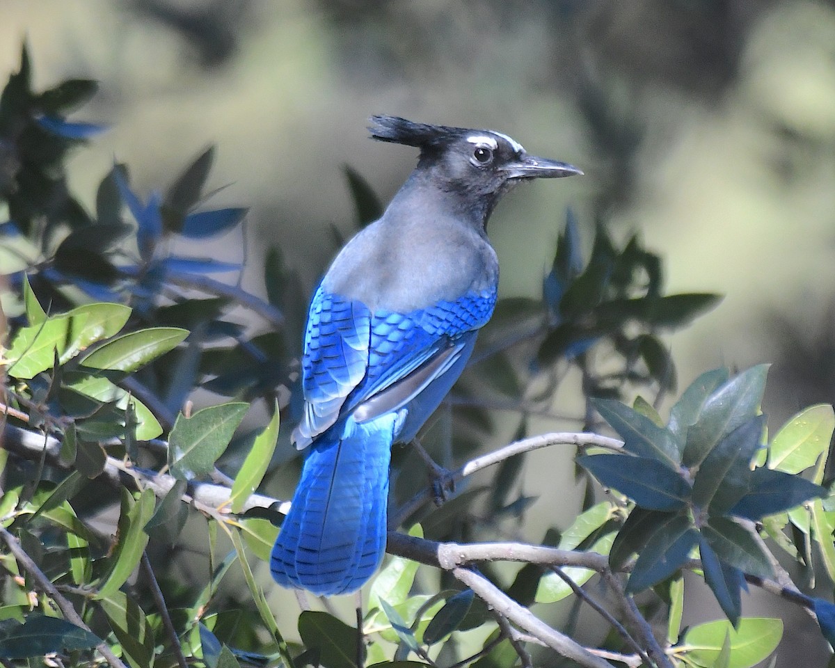 Steller Kargası - ML644709770