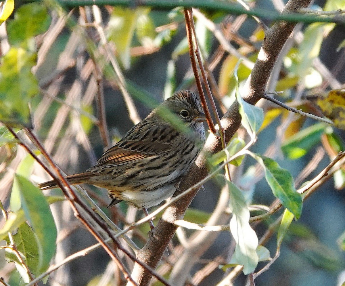 Lincoln's Sparrow - ML644709772