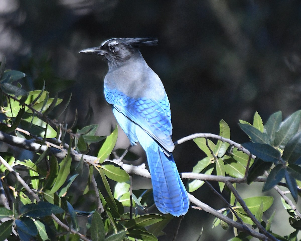 Steller Kargası - ML644709776