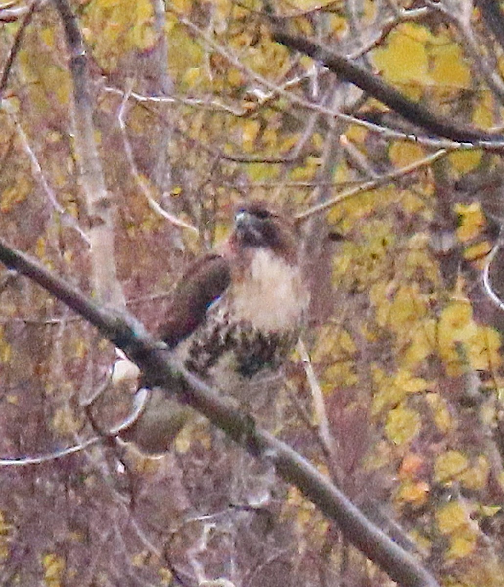 Red-tailed Hawk - ML644709778
