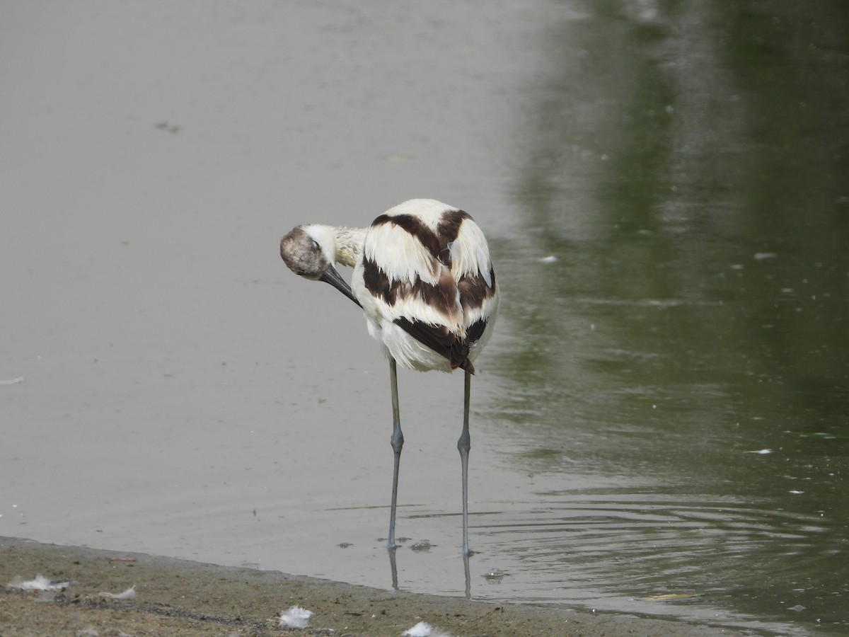 Pied Avocet - ML644709783