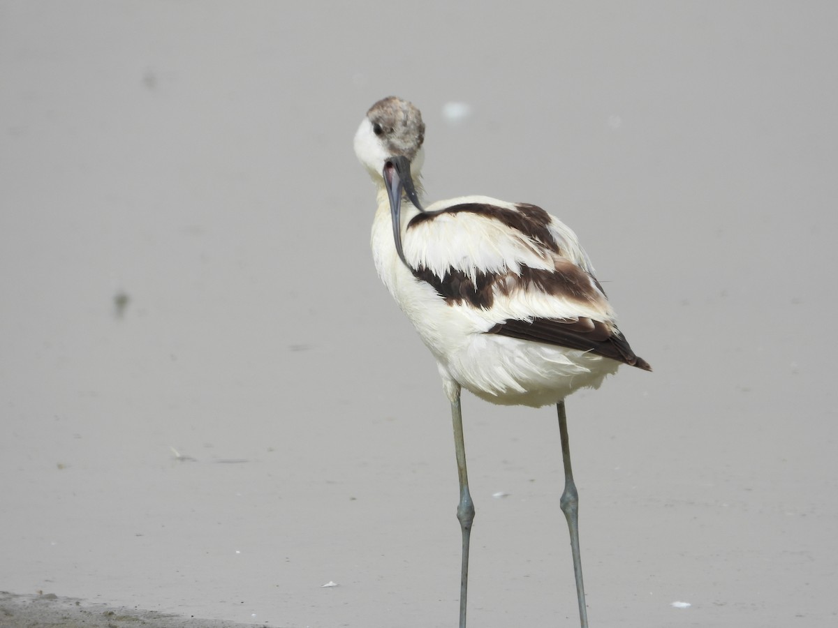 Pied Avocet - ML644709785