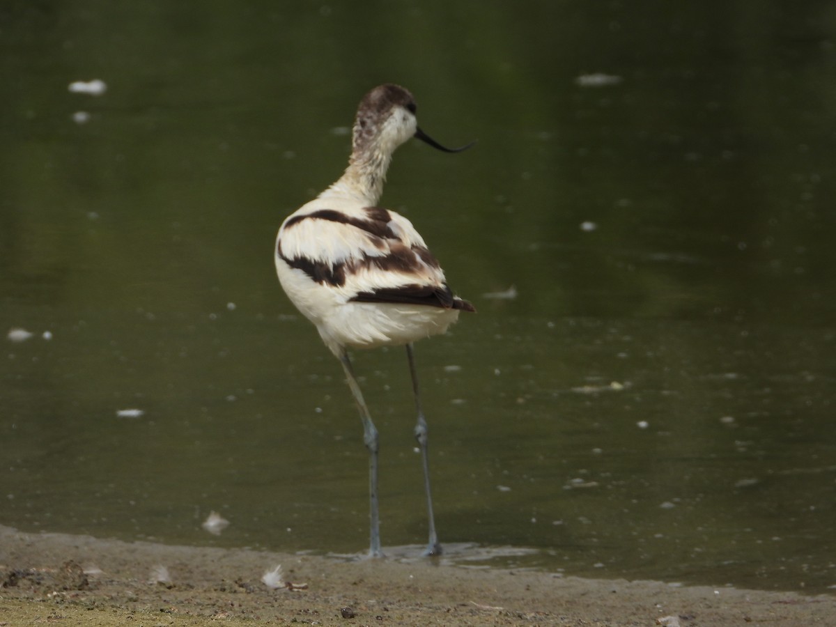 Алаг ээтэн - ML644709786