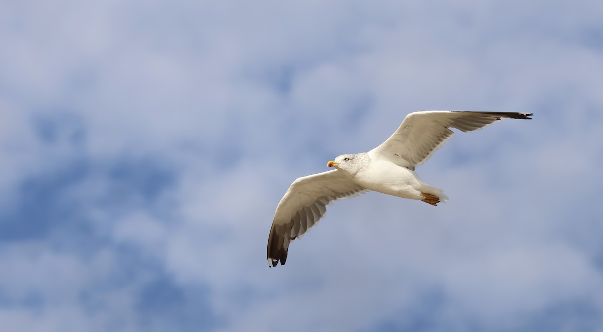 Бэсрэг цахлай - ML644709792