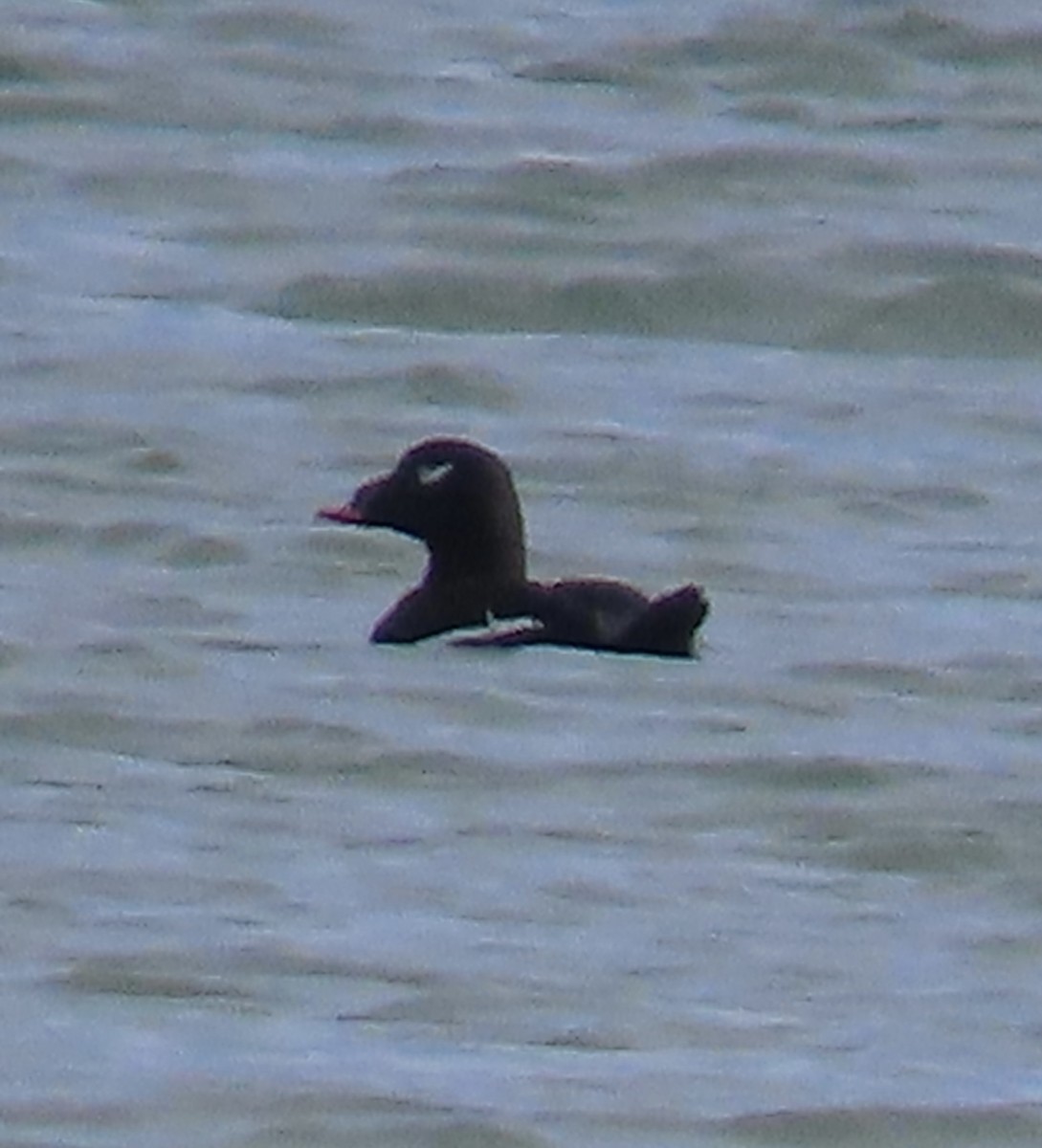 White-winged Scoter - ML644709793