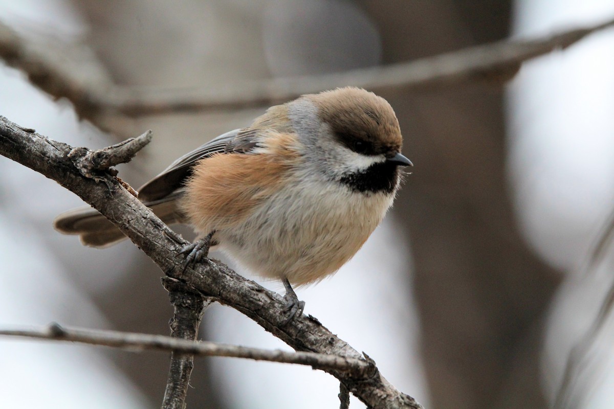Boreal Chickadee - ML644709794