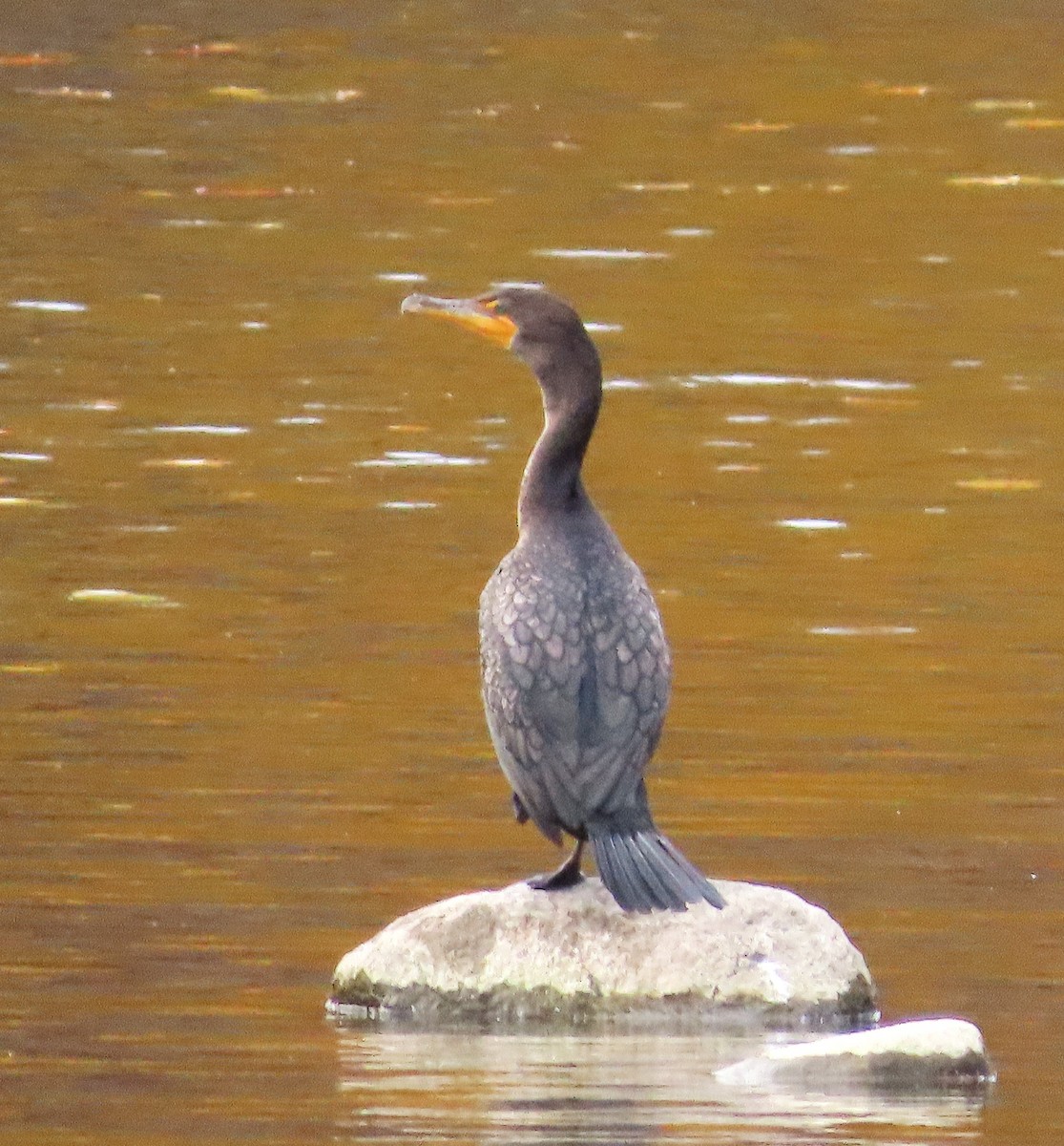 Double-crested Cormorant - ML644709795