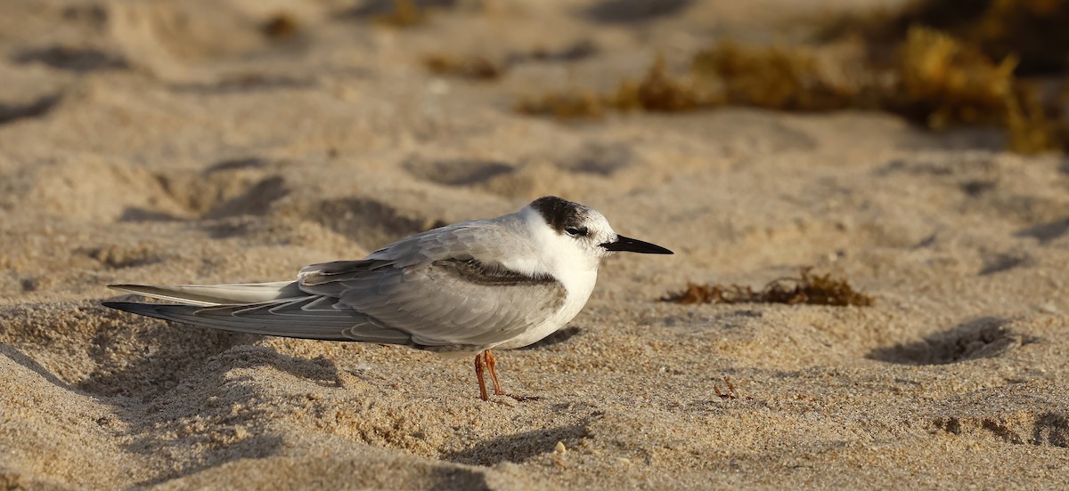 Эгэл хараалай - ML644709796