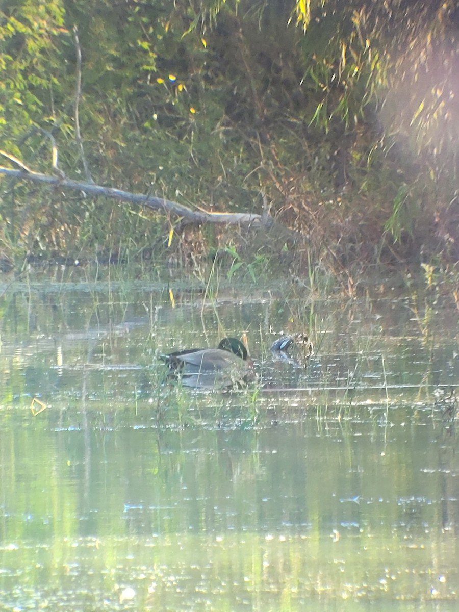 Gadwall x Mallard (hybrid) - ML644709797