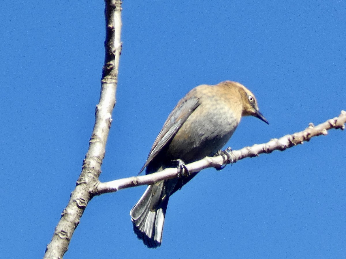 Rusty Blackbird - ML644709798