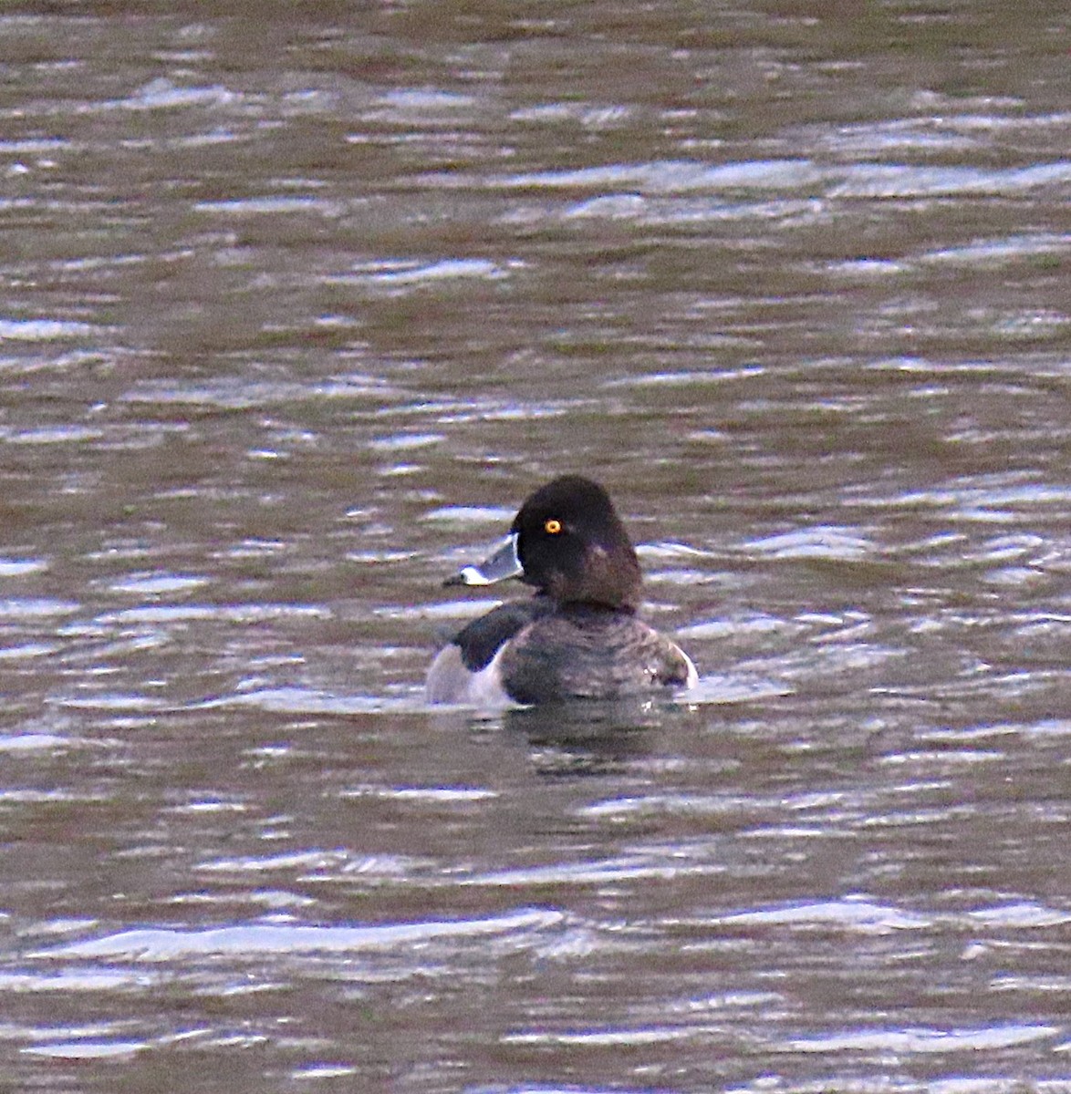 Ring-necked Duck - ML644709799