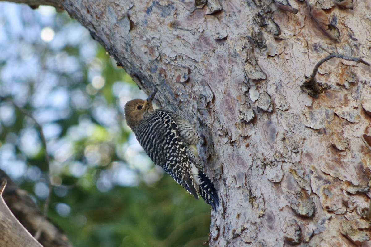 Williamson's Sapsucker - ML644709800