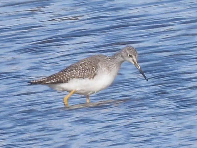 Greater Yellowlegs - ML644709801