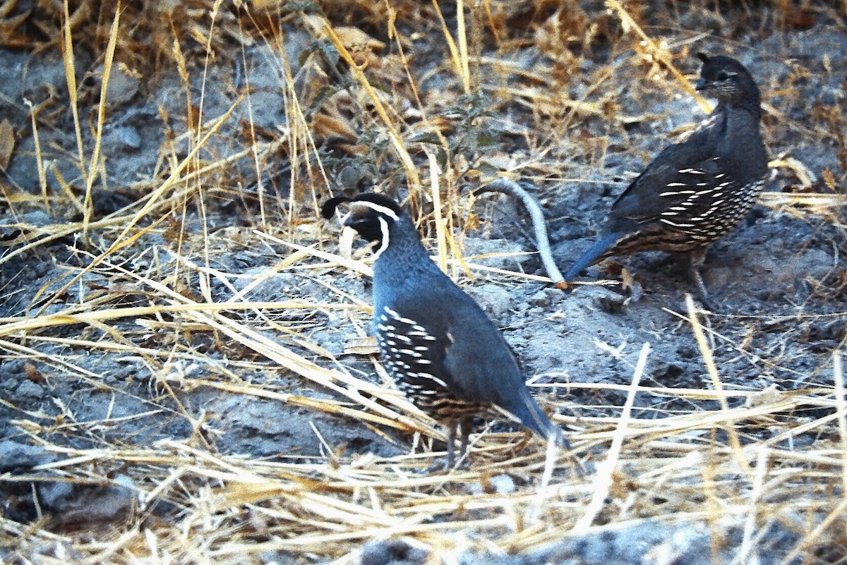 California Quail - ML644709802