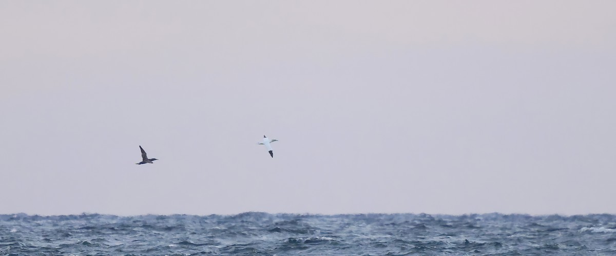 Northern Gannet - ML644709803