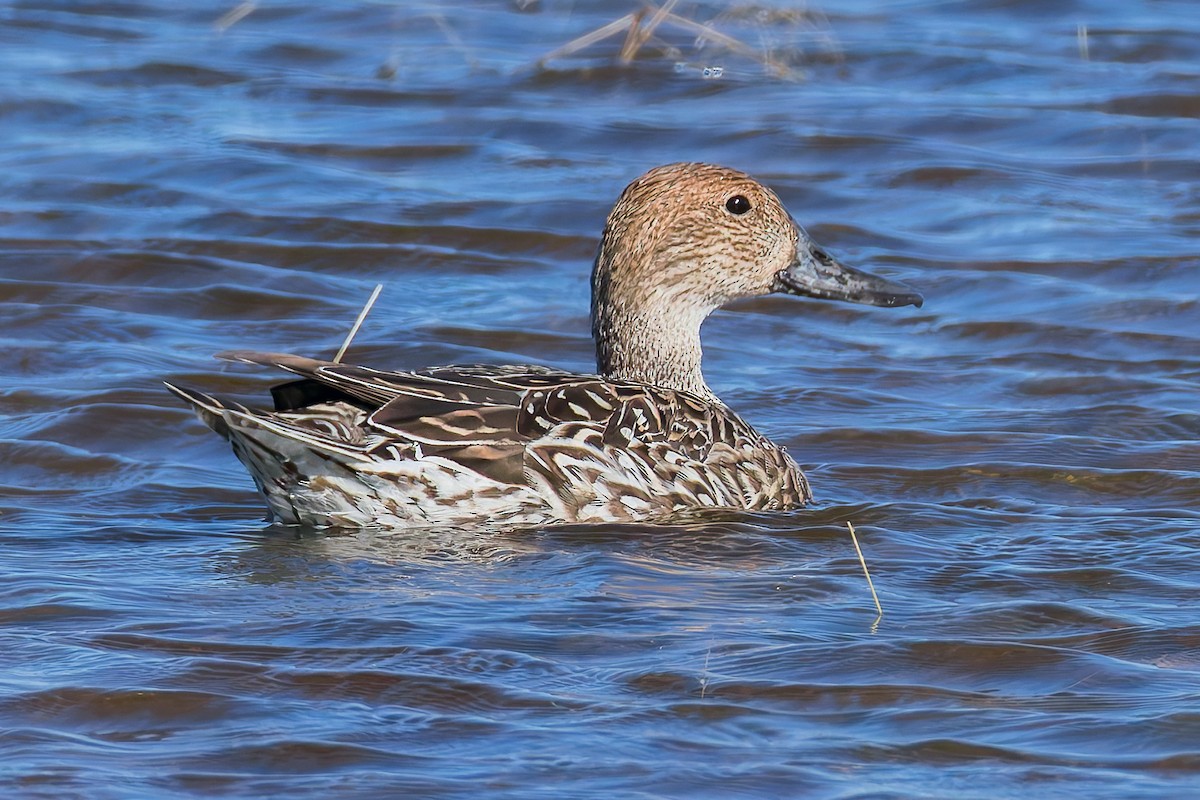 Шовтгор алаг нугас - ML644709804