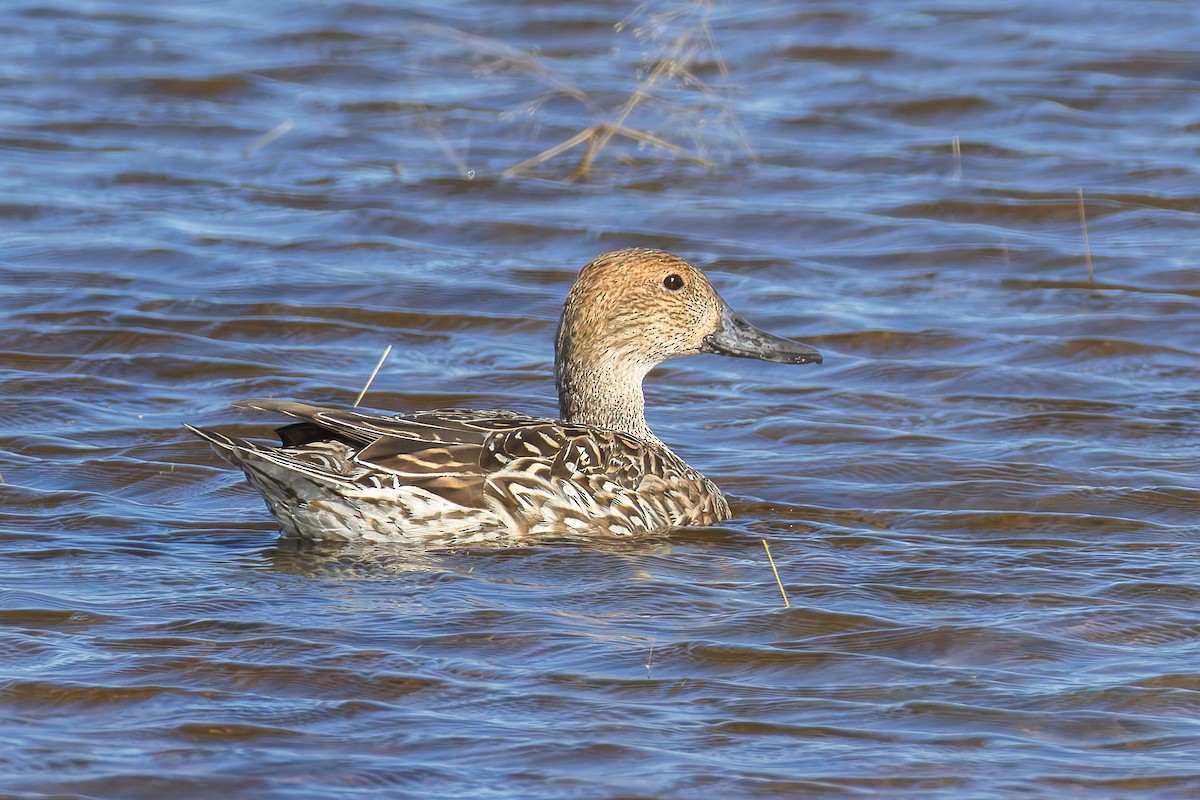 Шовтгор алаг нугас - ML644709805